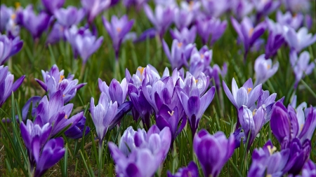 Crocuses - purple, blue, green, sofran, spring, flower, crocus