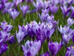 Crocuses