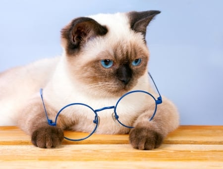 Cat - animal, pisica, glasses, funny, cat