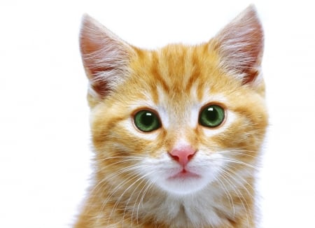 Kitten - ginger, orange, sweet, cat, pisica, white, kitten, cute, face