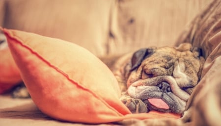 Tired - tired, dog, orange, bulldog, animal, sleep, funny, pillow, caine