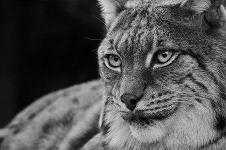 Lynx - black, white, pisica, bw, face, wild cat, lynx