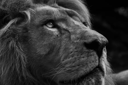 Lion - black, white, animal, bw, lion, face