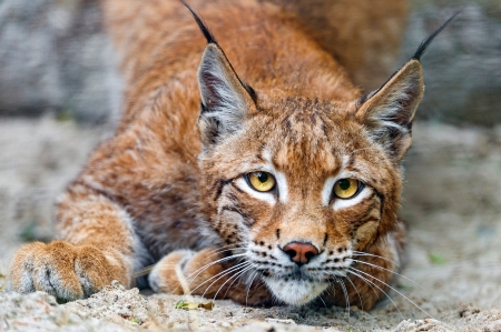 Lynx - pisica, animal, lynx, wild cat, orange