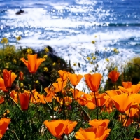 Canadian Poppies