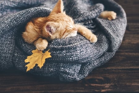 Sleeping cat - pisica, animal, cat, leaf, orange, ginger, sleep, autumn