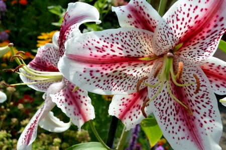 Lilies - white, blossoms, red, petals, plants, garden