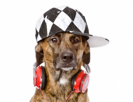 Cool dog - hat, dog, cool, black, headphones, white, animal, funny, red