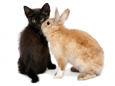 Bunny kiss - rabbit, ginger, bunny, orange, iepure, sweet, cat, black, pisica, white, animal, kitten, cute, kiss, card, couple