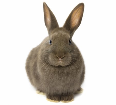 Bunny - rabbit, brown, bunny, iepure, easter, rodent, white, animal, cute