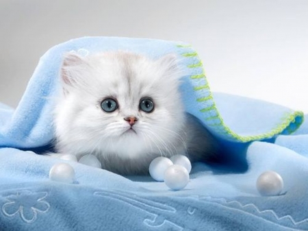 ღ❤ღ - cute, animal, beautiful, cat