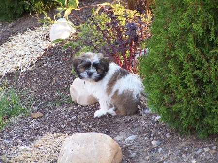 Zeus in the Morning - Landscape, Puppies, Shih Tzu, Nature