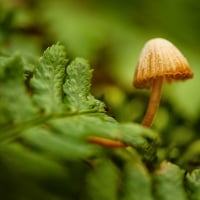 Mushroom in the Woods