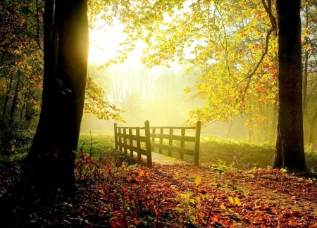 Sunny Fall Day F - sunny, scenery, beautiful, photography, landscape, photo, wide screen, glow, nature, foot bridge