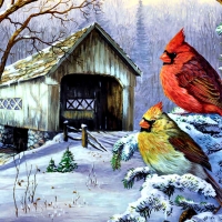 Cardinals in the Snow F