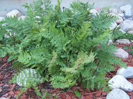 Fern - mountains, landscape, plants, native plants