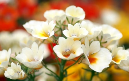 Lovely flowers - plants, flowers, white, love