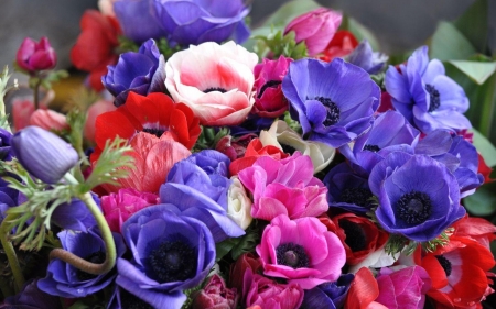 Lovely flowers - roses, blue, pink, red