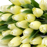 Dazzing yellow tulips