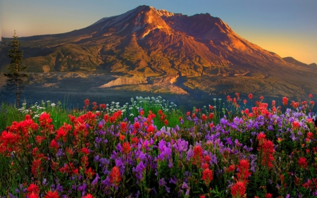 Mountain Scenery - Mountain, Nature, Scenery, Flowers