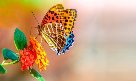 Butterfly and Flower - nature, butterfly, pretty, flower