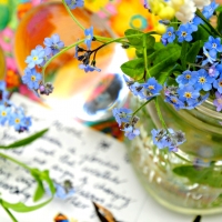 Forget me not Flowers