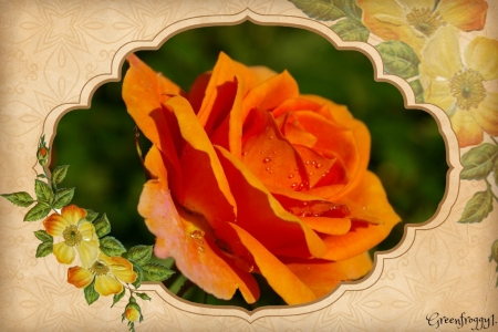 ORANGE ROSE - orange, image, pretty, rose