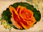 ORANGE ROSE