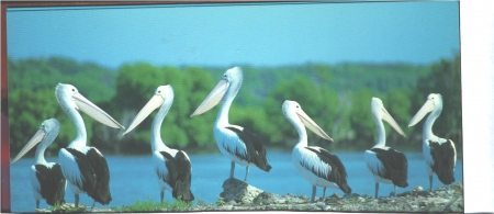 Group of Pelicans - Trumpets, Yoga, Tulip, Daisies