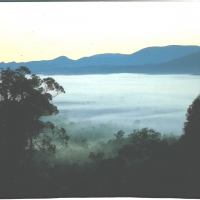 Morning fog,Cathedral Park,Victoria NSW