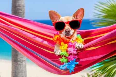 Have a relaxing day! - puppy, hammock, summer, sunglasses, var, pink, dog, blue, flower