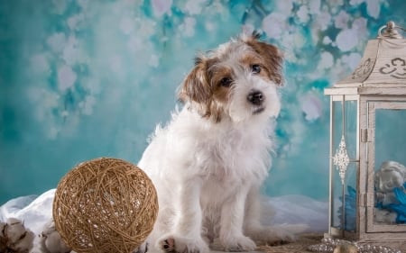 Puppy - blue, dog, lantern, wool ball, white, animal, caine, puppy, sealyham terrier