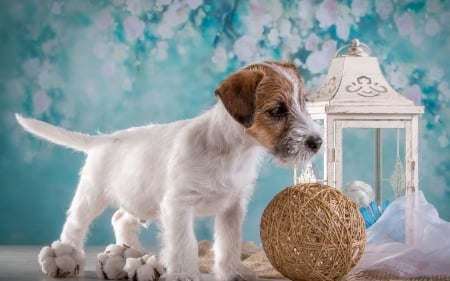 Puppy - puppy, white, caine, sealyham terrier, lantern, dog, blue, animal, wool ball