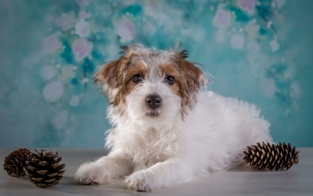 Puppy - puppy, pine cone, white, caine, sealyham terrier, dog, blue, animal, cute