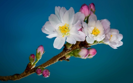 Spring - white, yellow, blue, blossom, spring, flower, pink