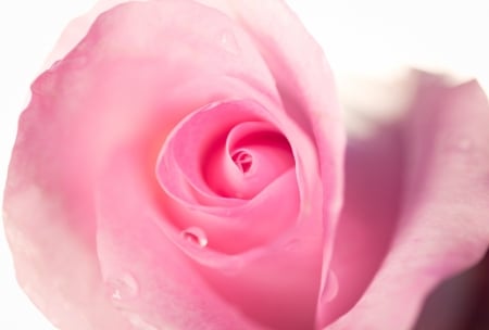 Pink rose - trandafir, skin, pink, rose, flower