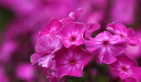 Phlox - phlox, petunia, flower, pink