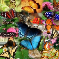 Colorful Butterflies