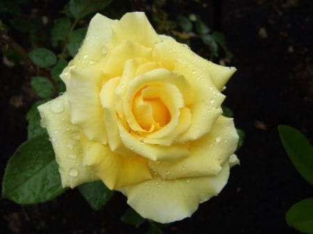 Yellow Rose - nature, yellow, bloom, petals, rose, flower