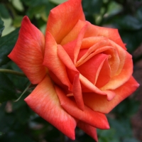 Orange Rose