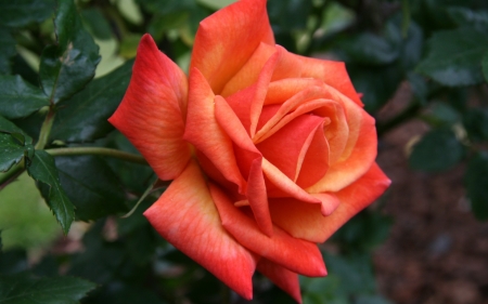 Orange Rose - flower, petals, bokeh, orange, nature