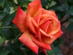 Orange Rose