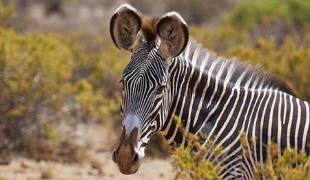 Grey's Zebra-endangered - zebra, narrow stripes, large ears, ethiopia, kenya