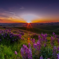 Brushy peak