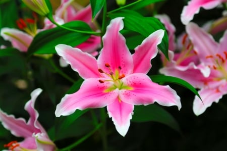 Lily flower - lilies, pretty, macro, pink, beautiful, summer, flowers, garden