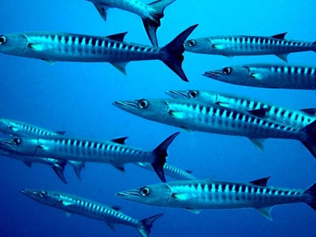 Barracudas - Ocean, Water, Barracudas, Fish, Sea