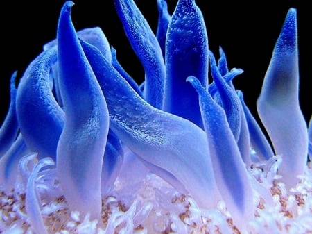 Anemone 2 - ocean, blue, anemone, fish, sea, underwater