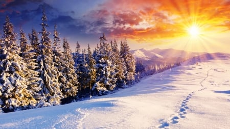 Sunrise - trees, snow, sunrise, morning, forest, mountains