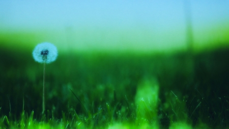 Solitude - dandelion, nature, green, grass