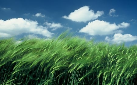 wheat field in the wind - field, wheat, wind, clouds